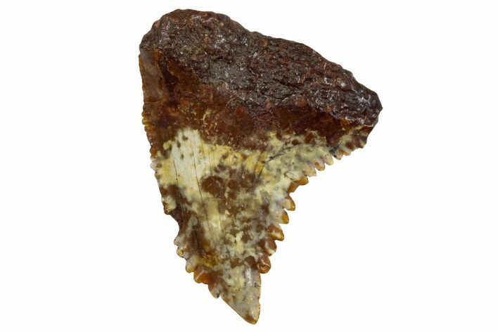 Fossil Shark Tooth (Hemipristis) From Angola - Unusual Location #259442